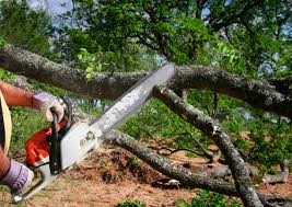 Reliable Oakland Park, FL Tree Removal and Landscaping Services Solutions